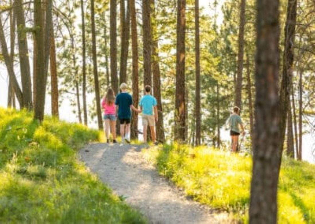 Trails through the pines